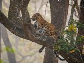 Tigers & Leopards @ Kabini